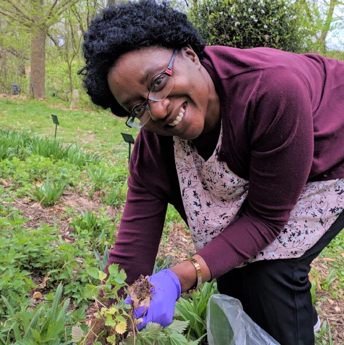 Obanda collecting nettle