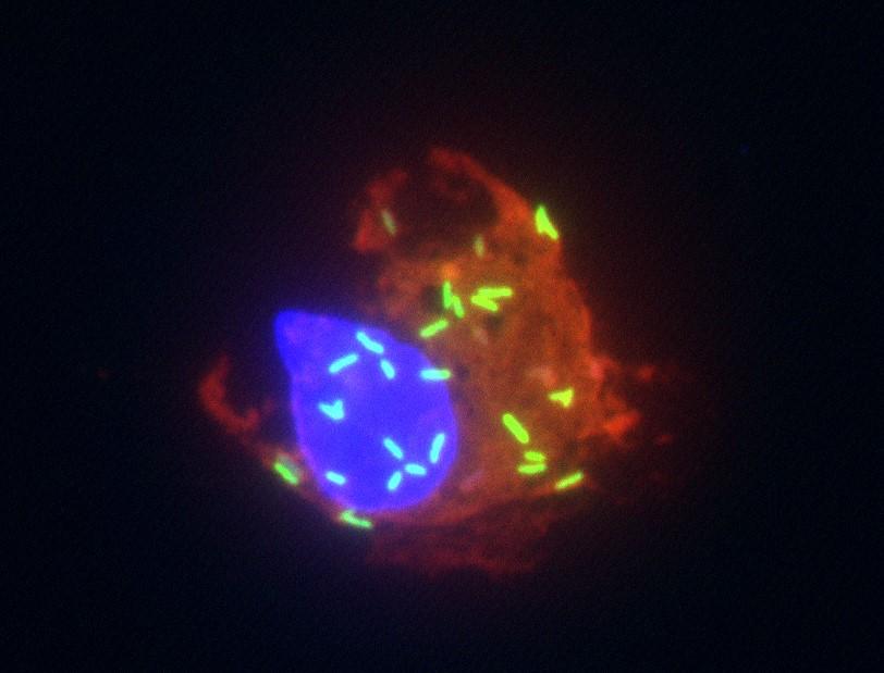 Rickettsia in Cell