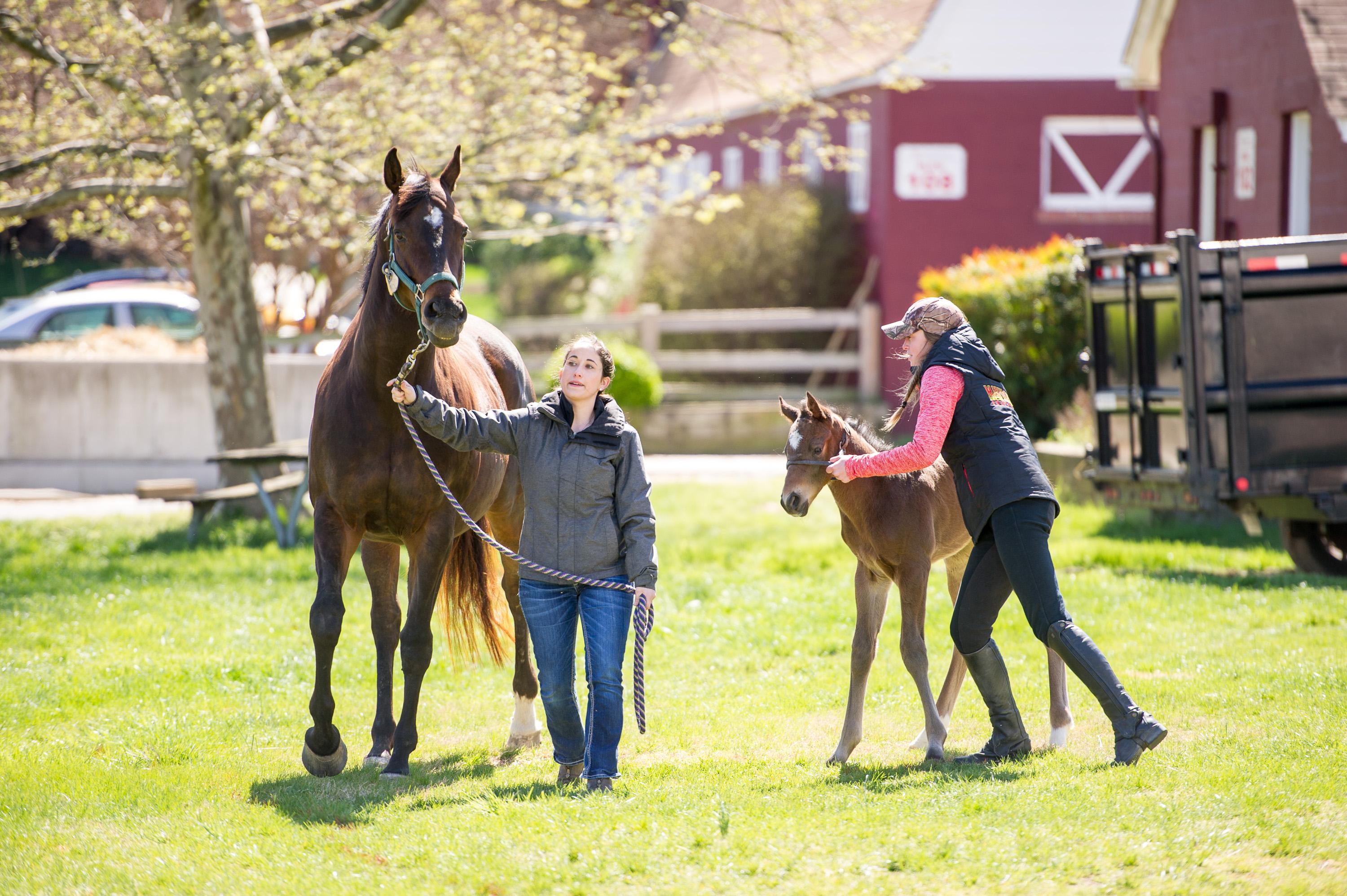 Students with horses on farm