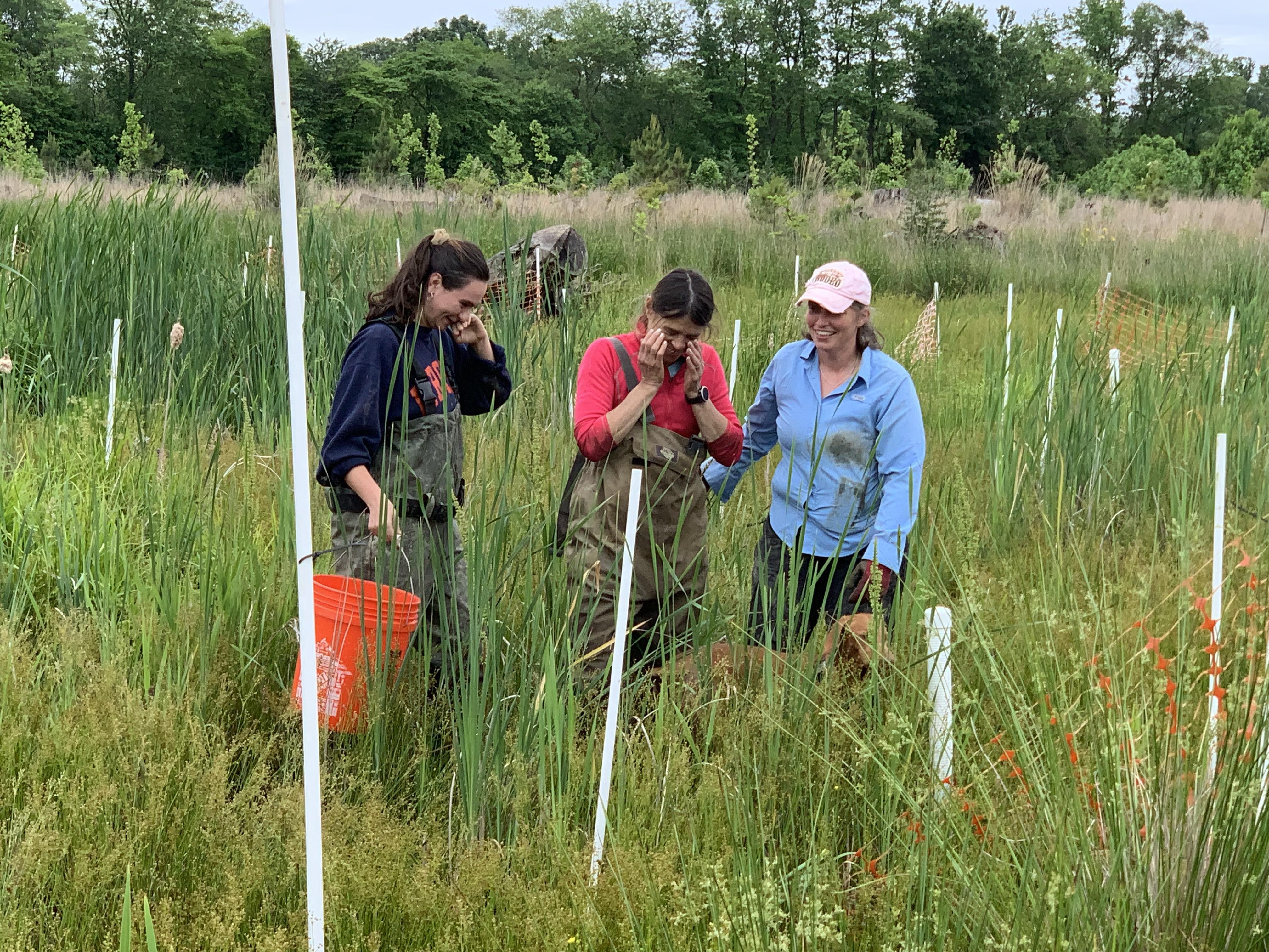 restored wetland