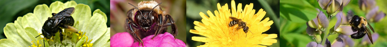 A series of photo of native bees on flowers. 
