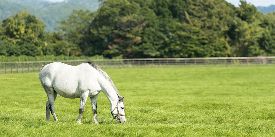 A white horse grazing in pasture