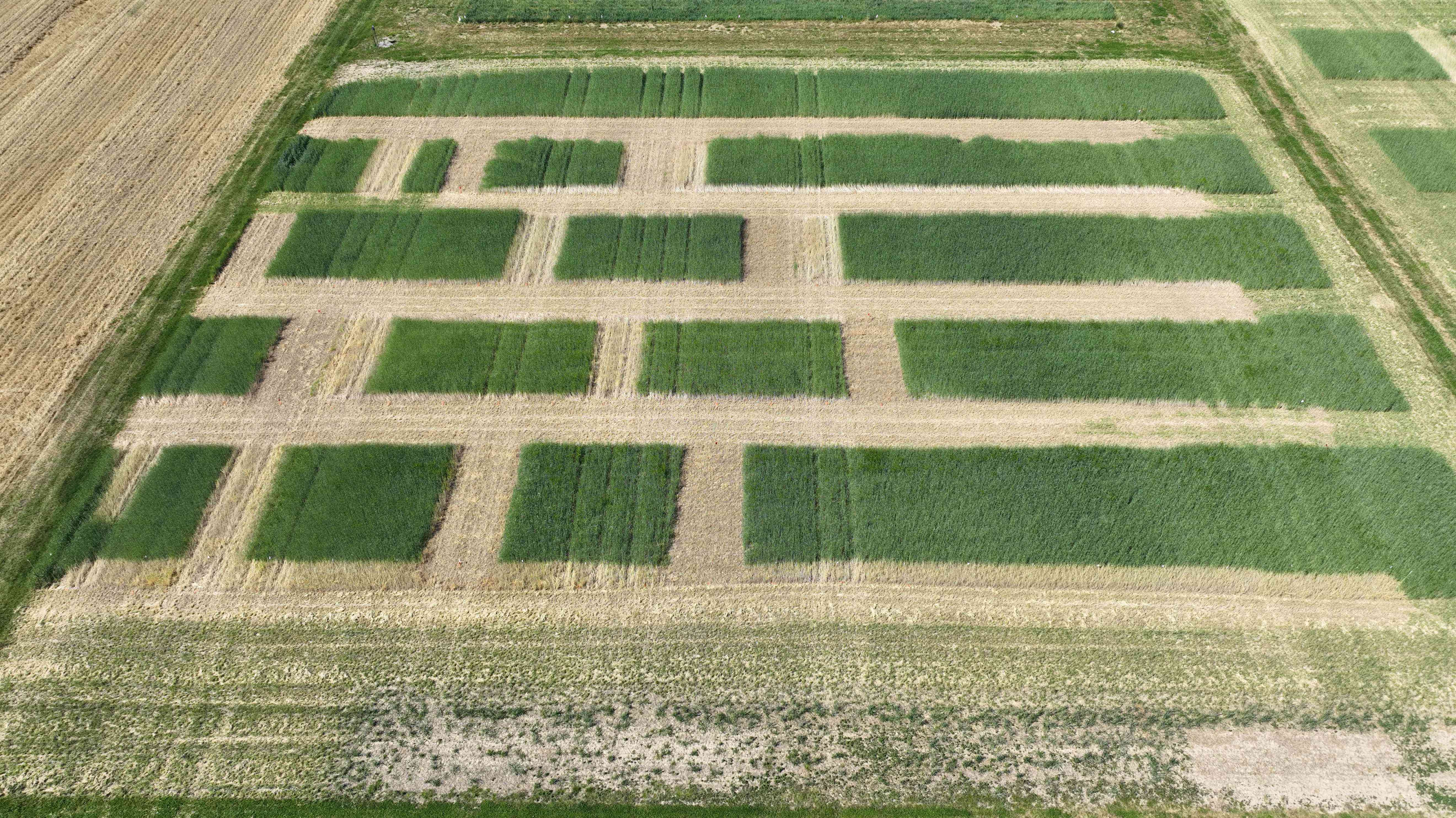 Cereal rye plots at the UMD Wye Research and Education Center. 