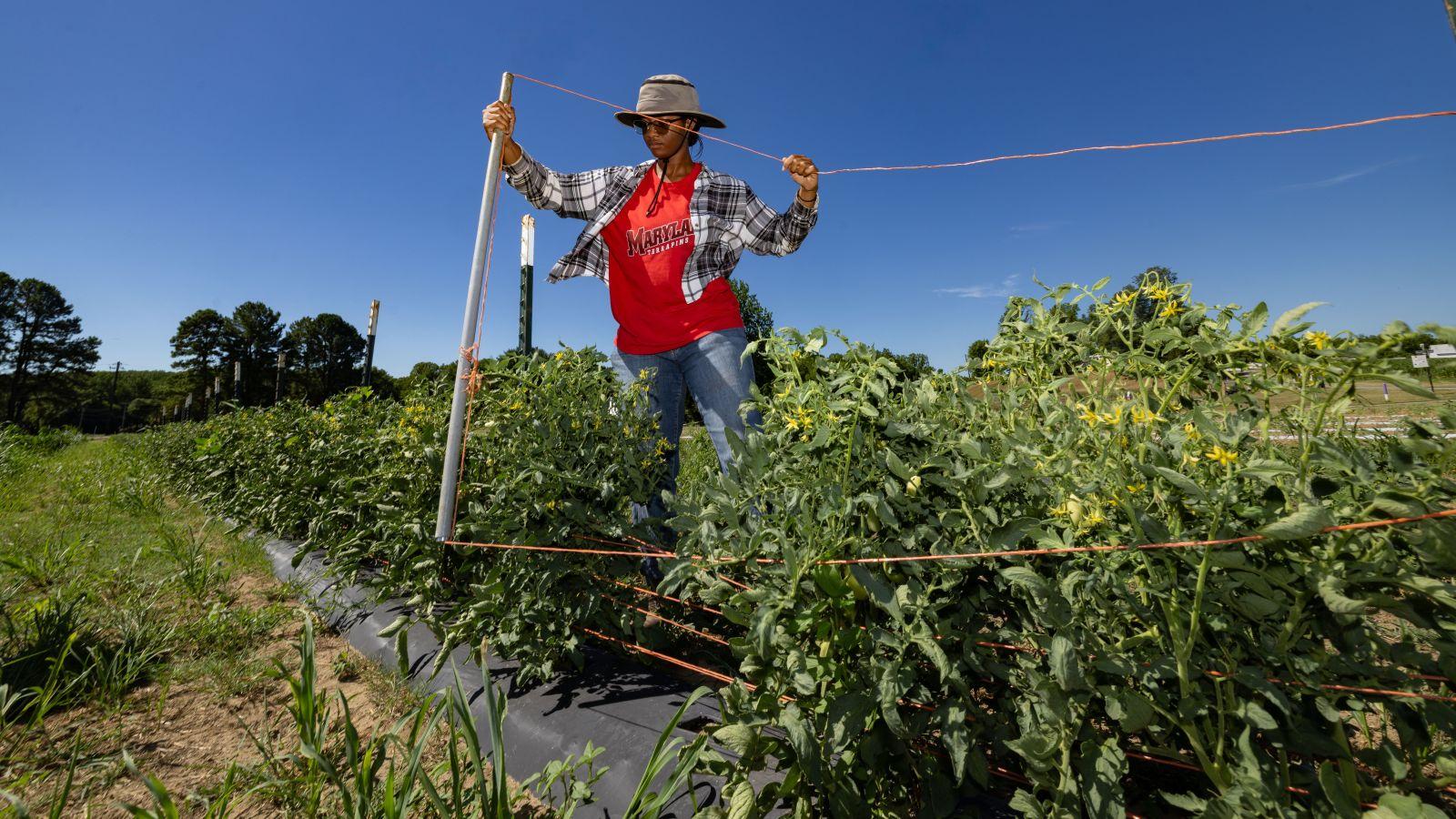 Student working in a field at a farm