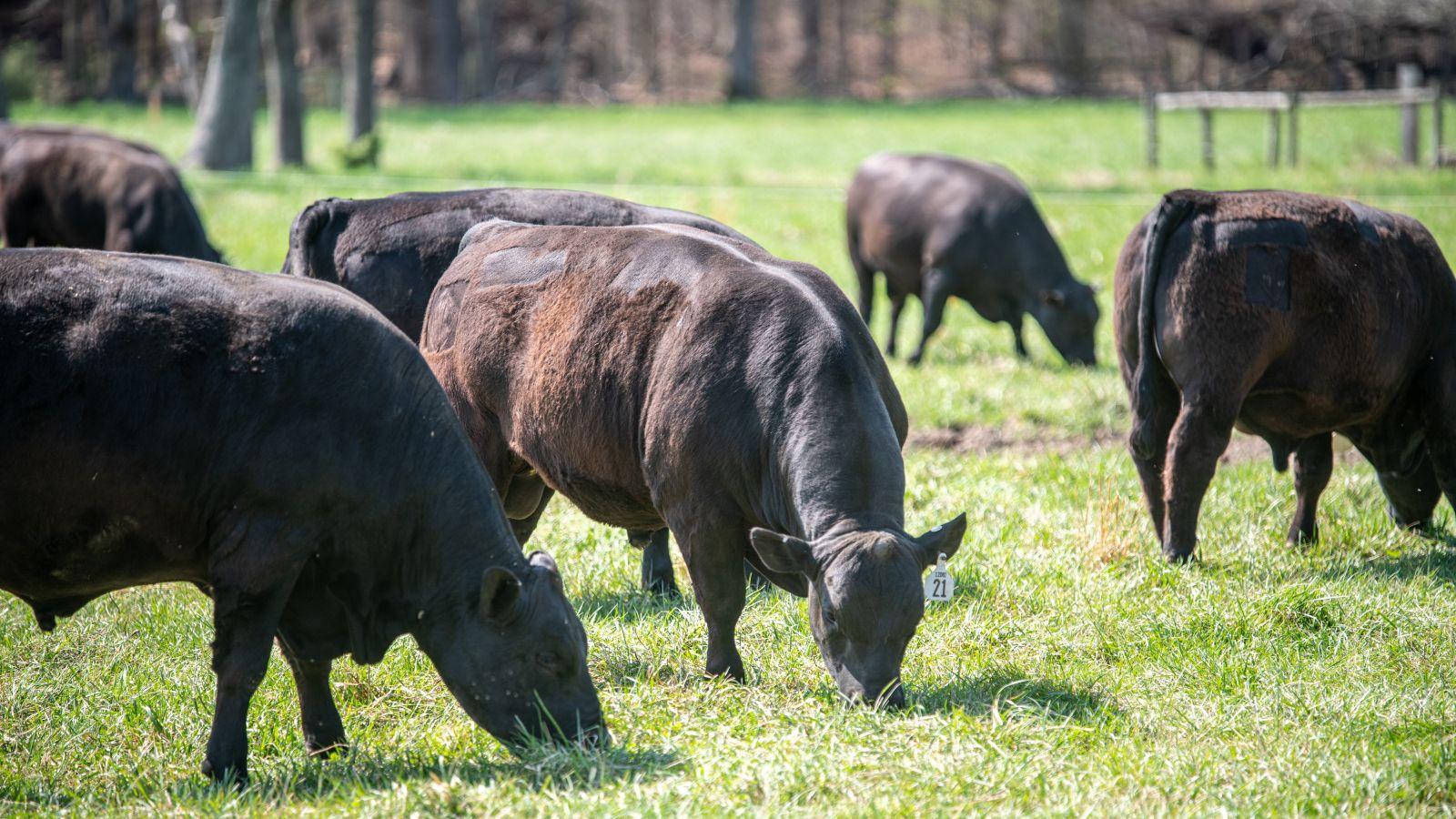 Wye Angus Cattle in a field 