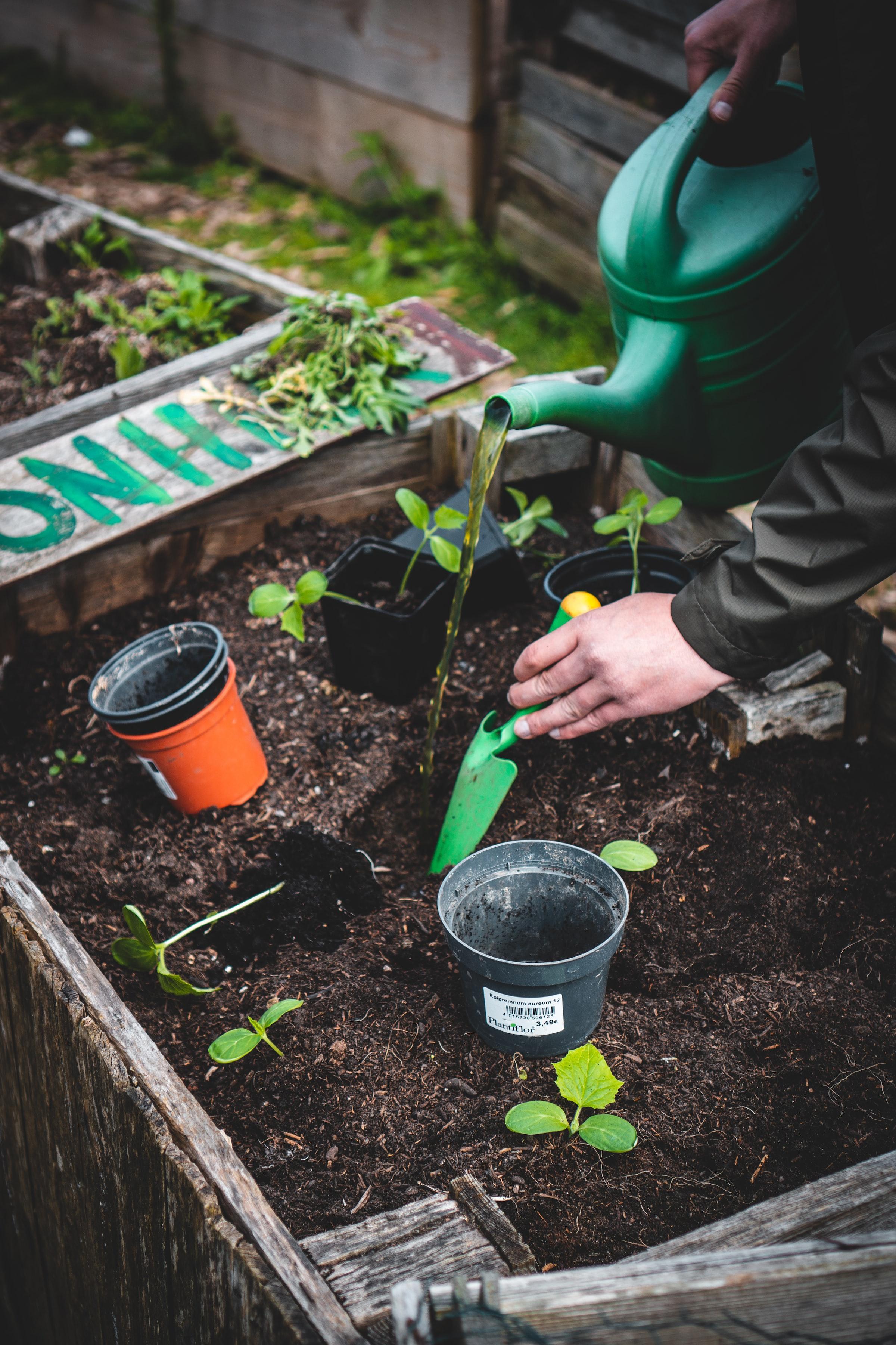 Rooftop Gardening