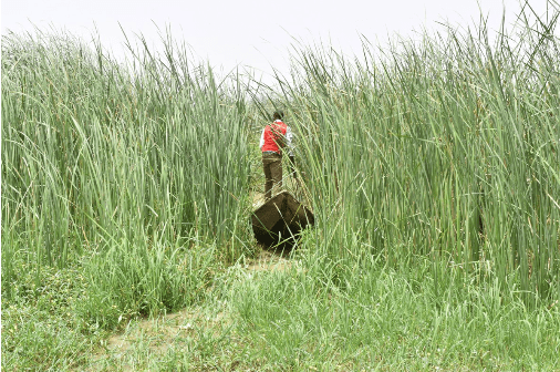 Typha is invasive