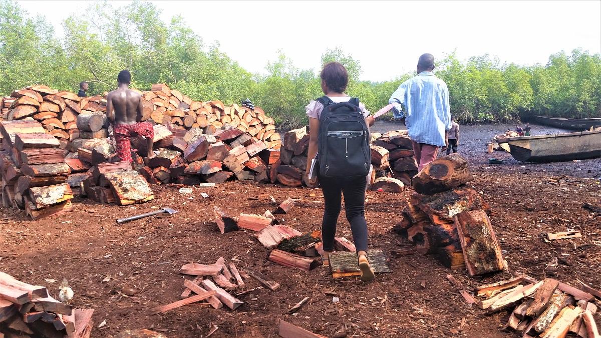 Logging mangroves