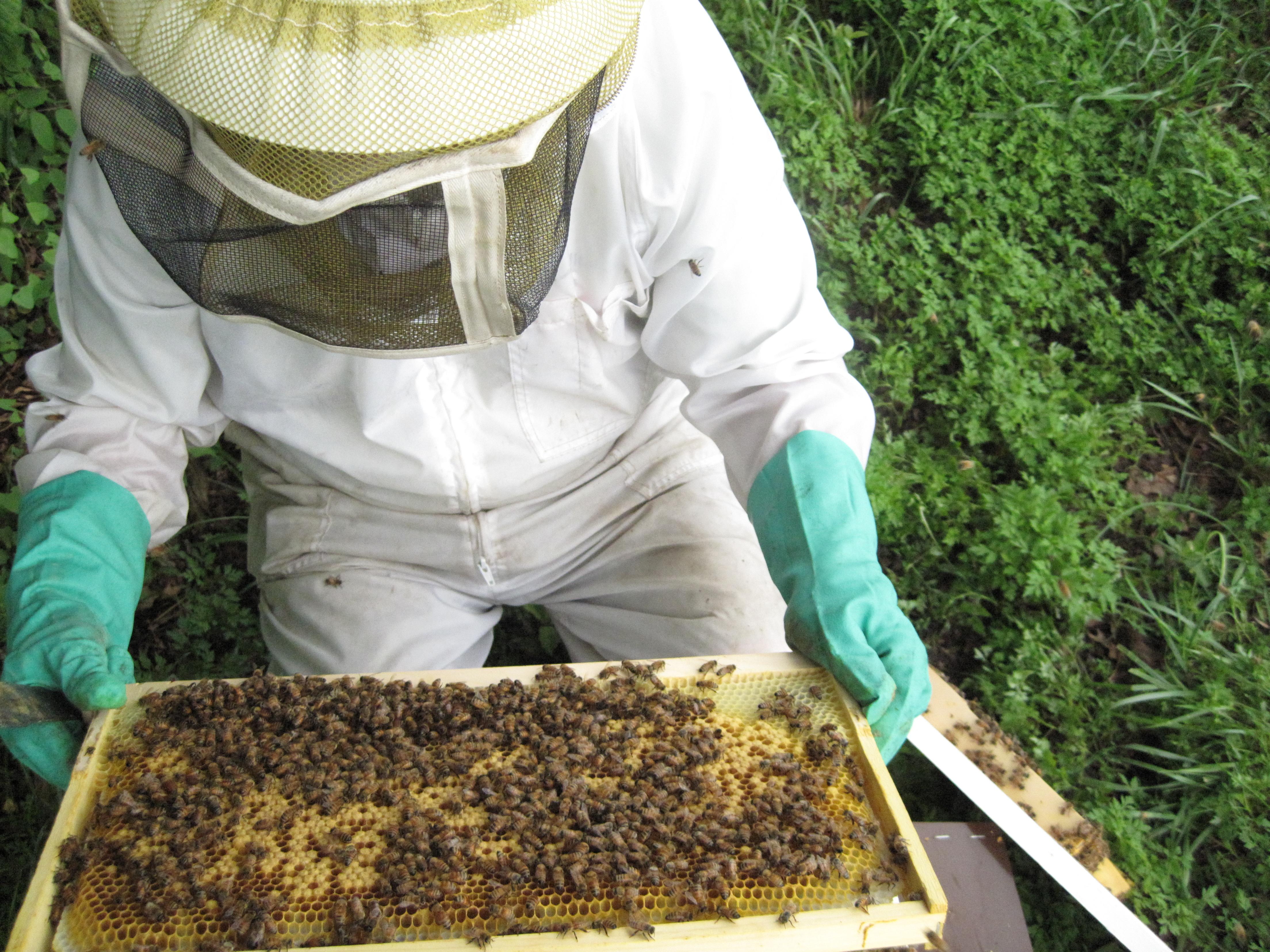 UMD researcher inspects bees