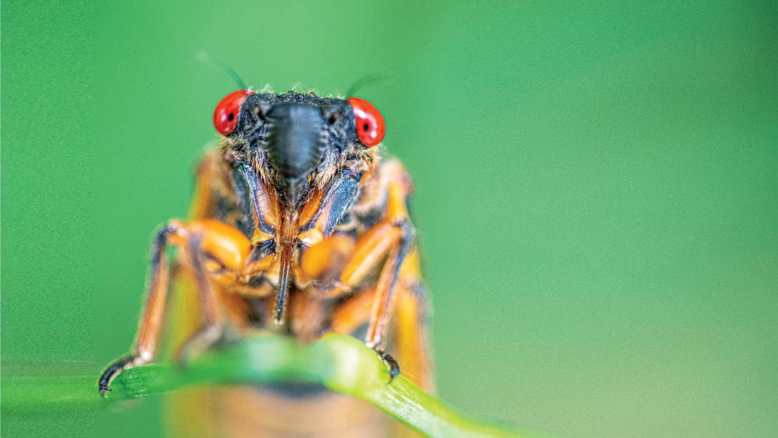 Cicada 