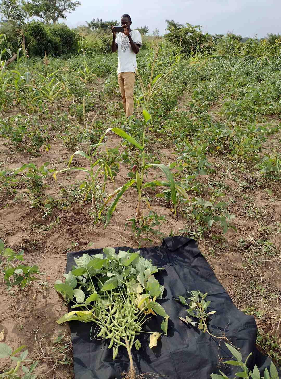 Two soybean plants side by side- a smaller one and a larger one.