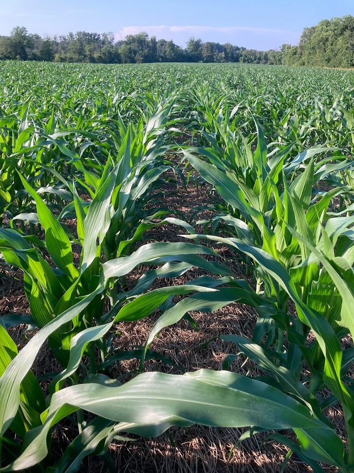 Field of corn
