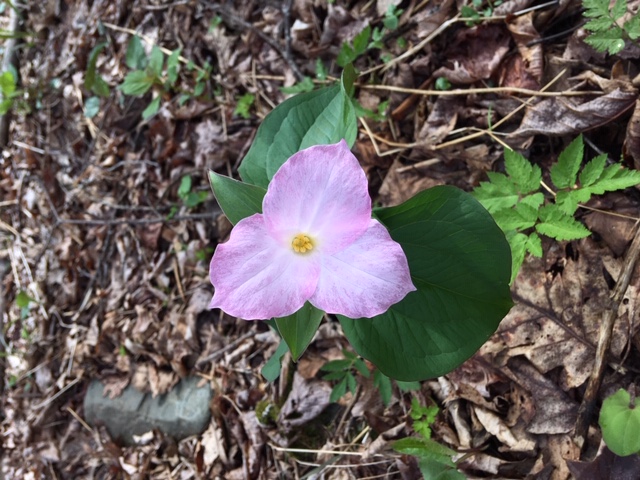 Pink trillium in woodlands blooming in the spring
