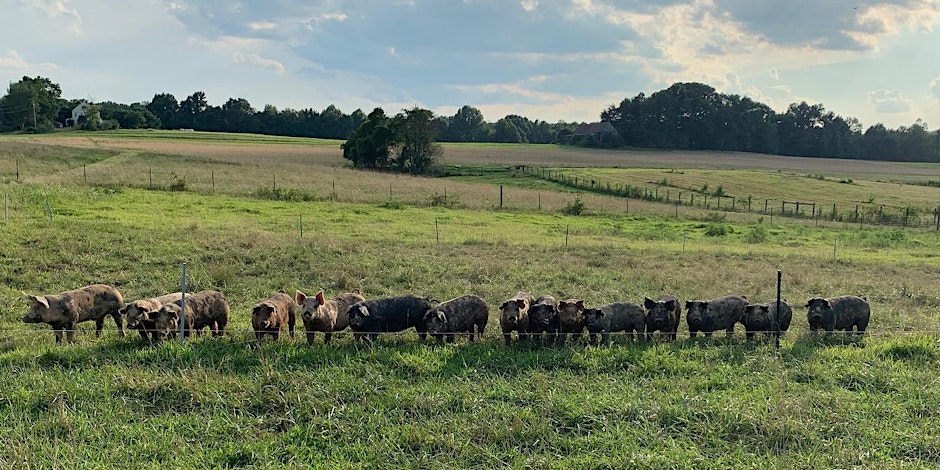 Pigs in a pasture