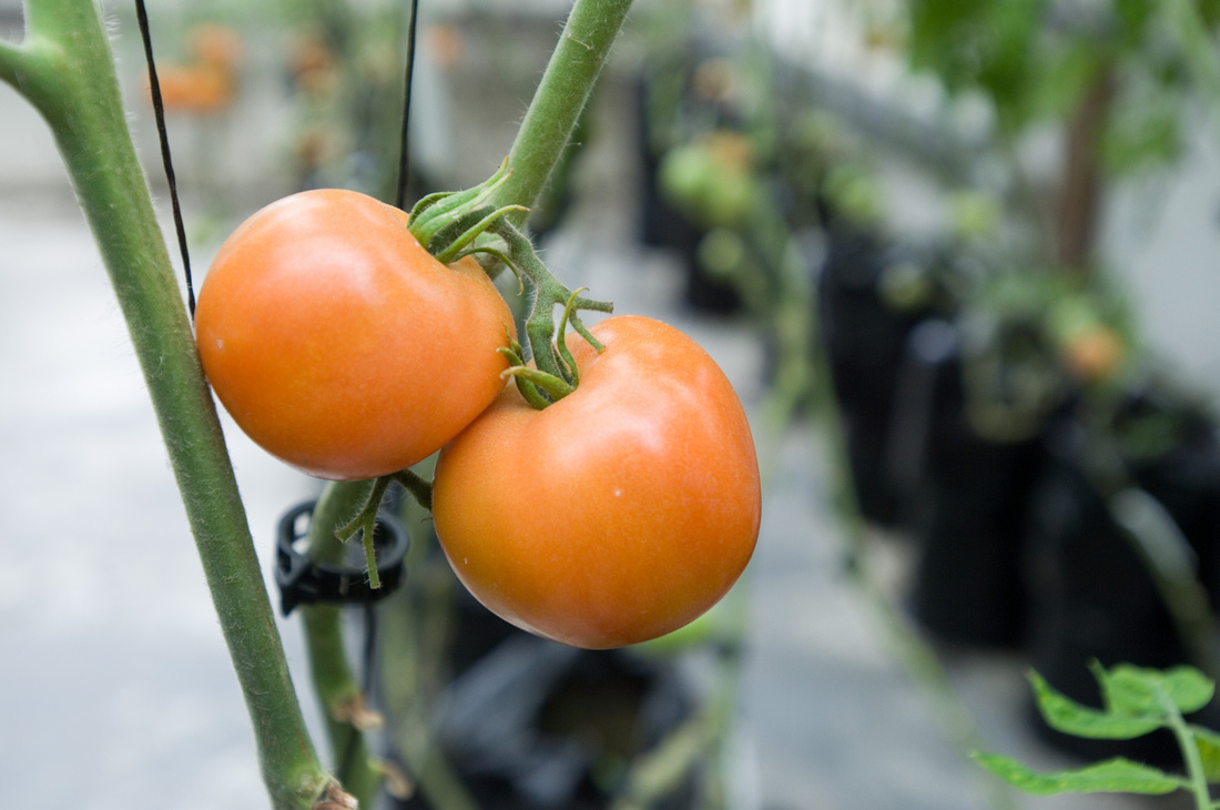Photo of tow tomatoes on the vine