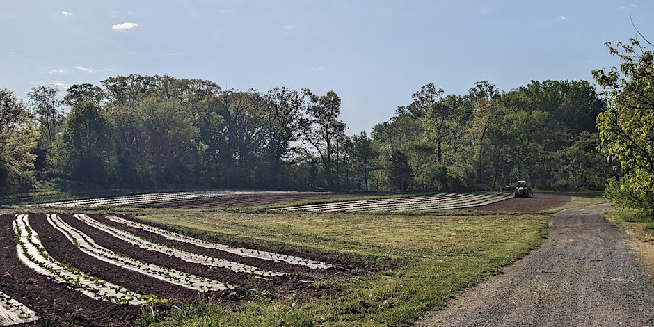 A field of growing vegetables
