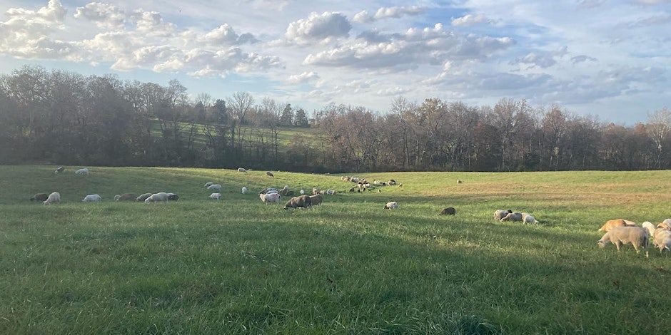 Katahdin lambs grazing in pasture