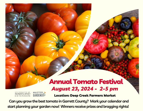 a mixture of brightly colored tomatoes - annual tomato festival ad