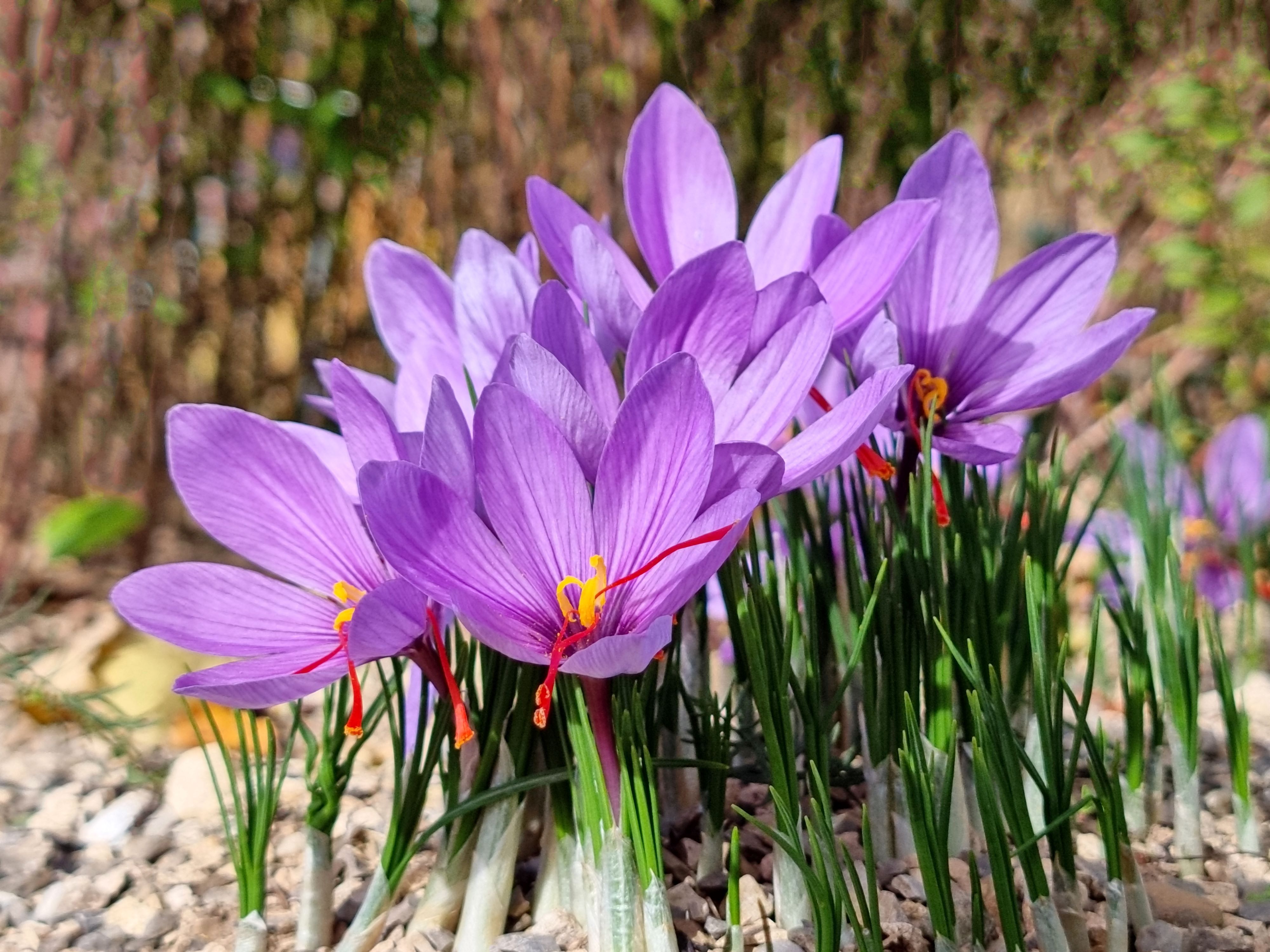 Purple saffron crocus plants with green stems