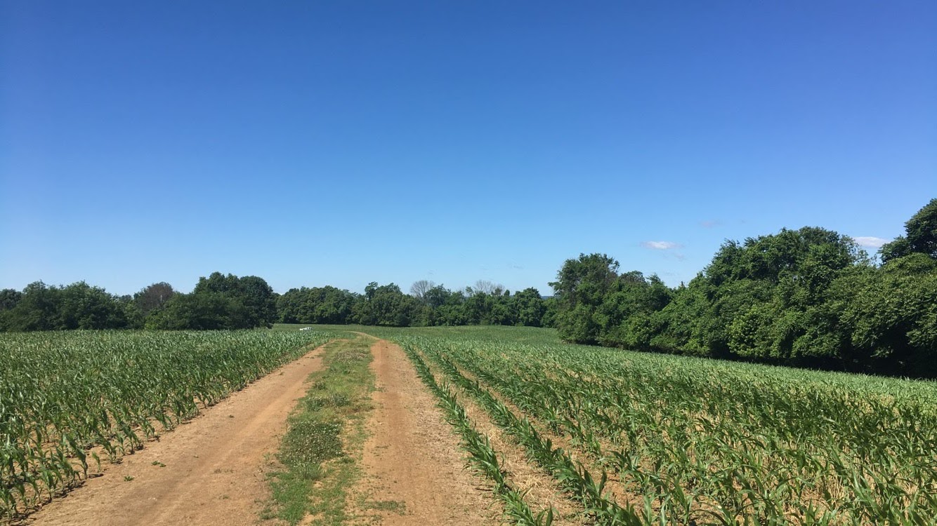 Dirt road in a field of corn