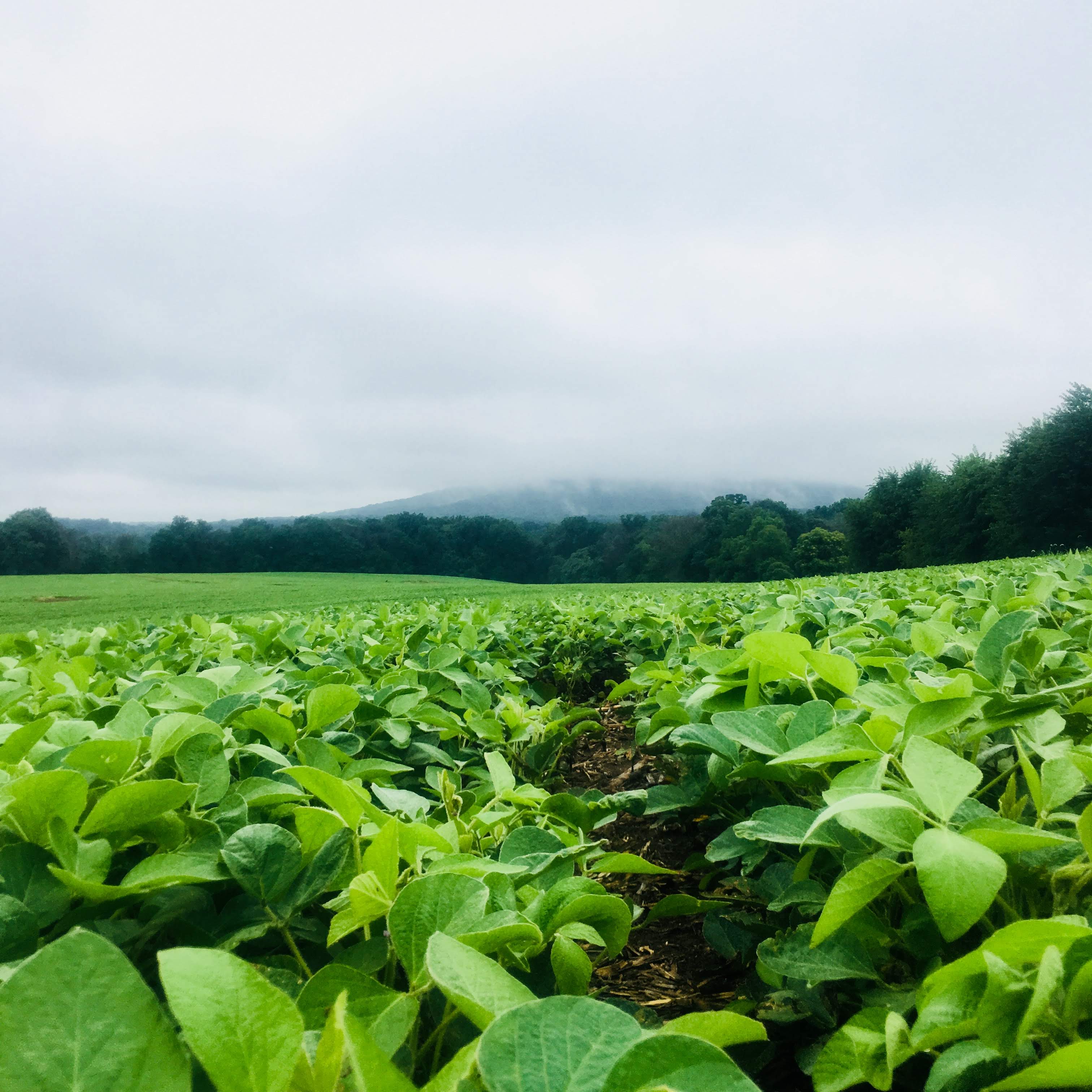 Soybean Field