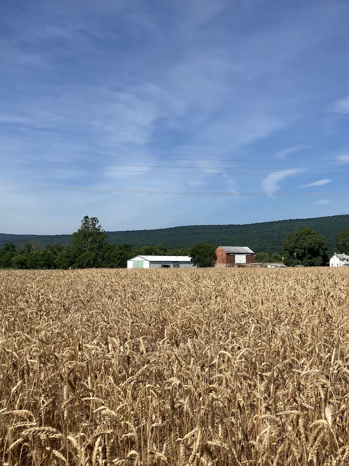 Wheat field with barns in the background