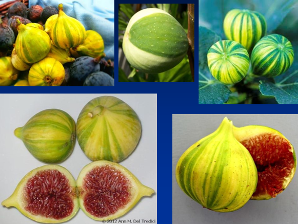 Figs