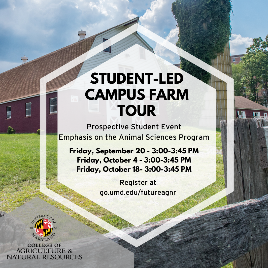 The iconic red dairy barn on the north side of the University of Maryland campus. 