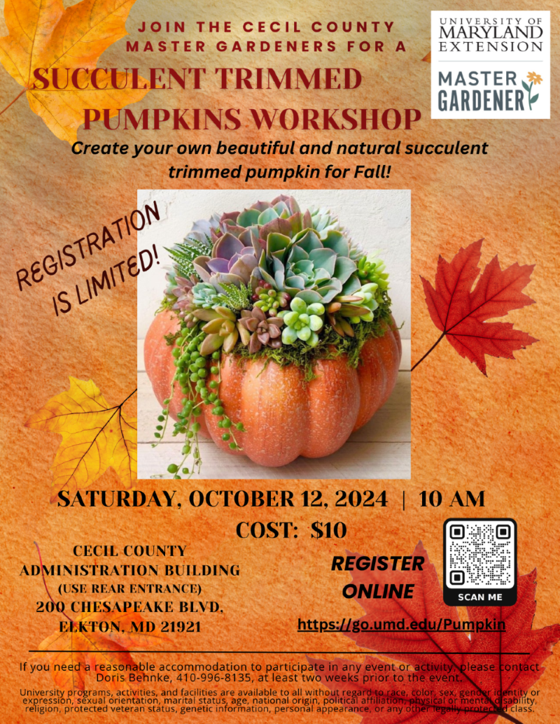 Succulent Trimmed Pumpkins Workshop Flyer