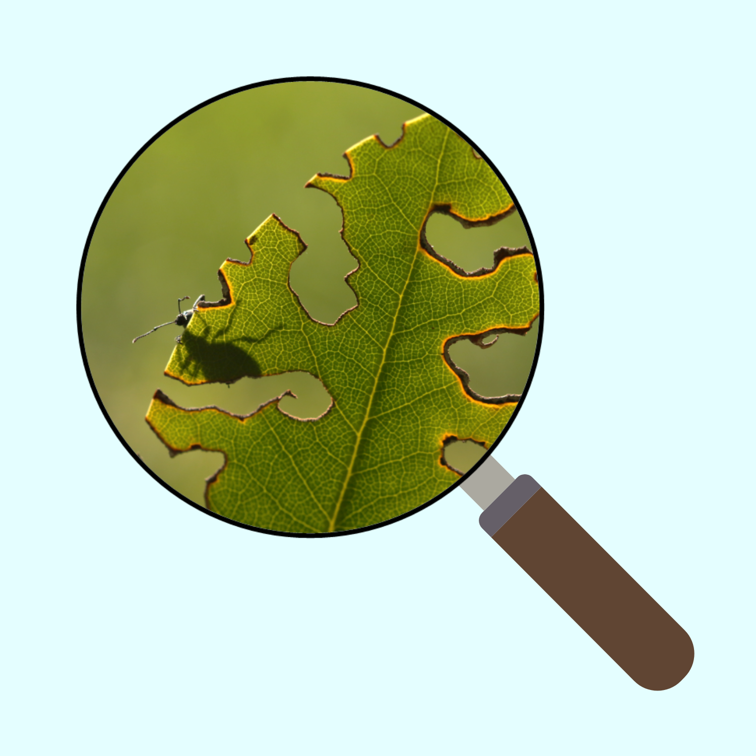 An image of a magnifying glass framing an insect on a chewed leaf. 