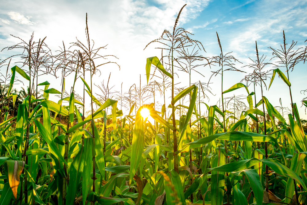 Corn field with sun showing through tassels. 