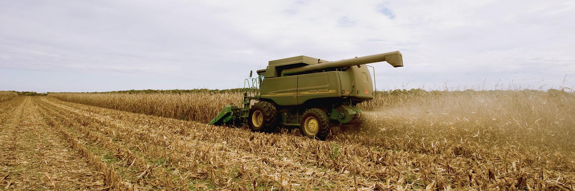 Corn field