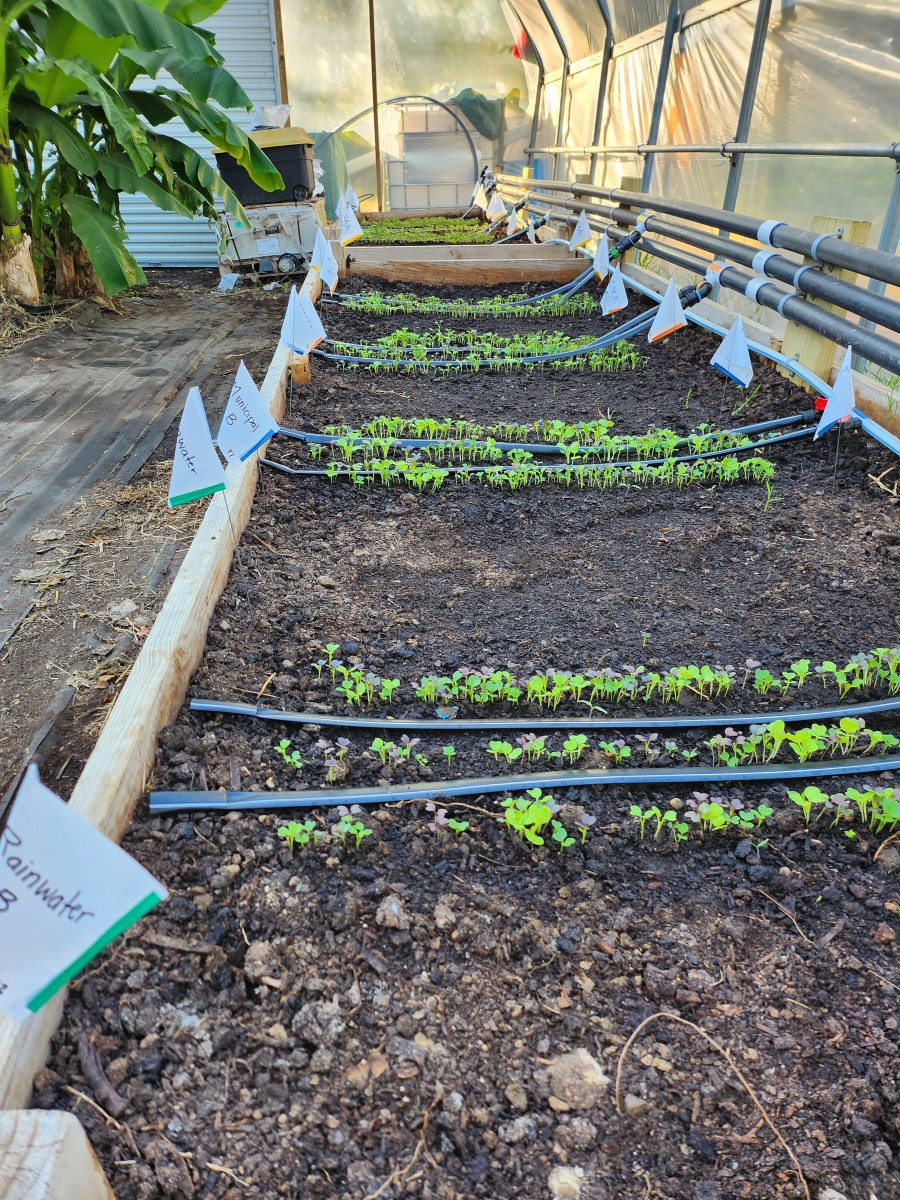 A raised bed with small plants and drip irrigation hoses. 