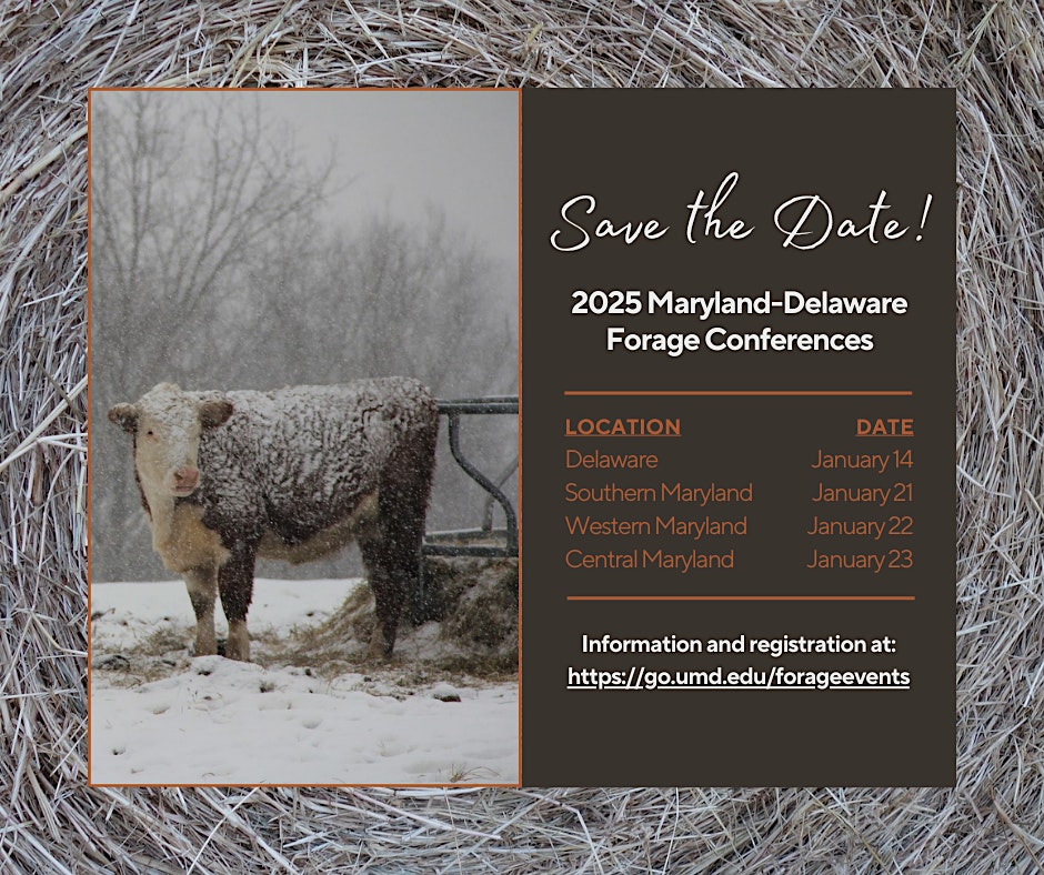 Cattle standing outside in the snow.