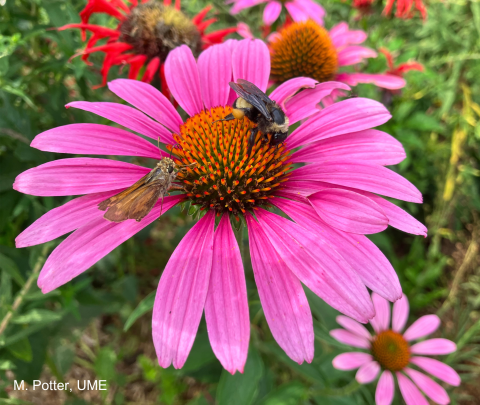 A pink coneflower with a bee and a skipper butterfly. 