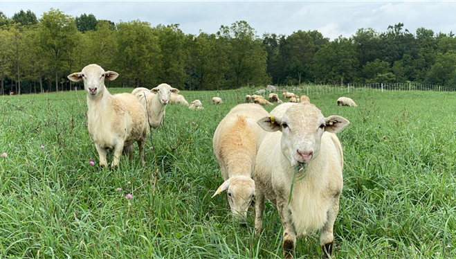 Sheep are grazing in pasture