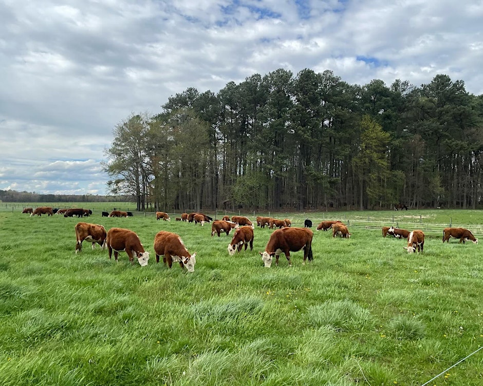 Cattle grazing in pasture.