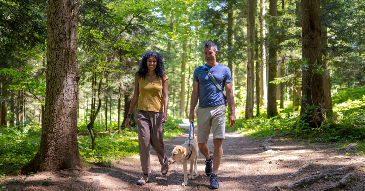 adults walking in summertime woods with dog