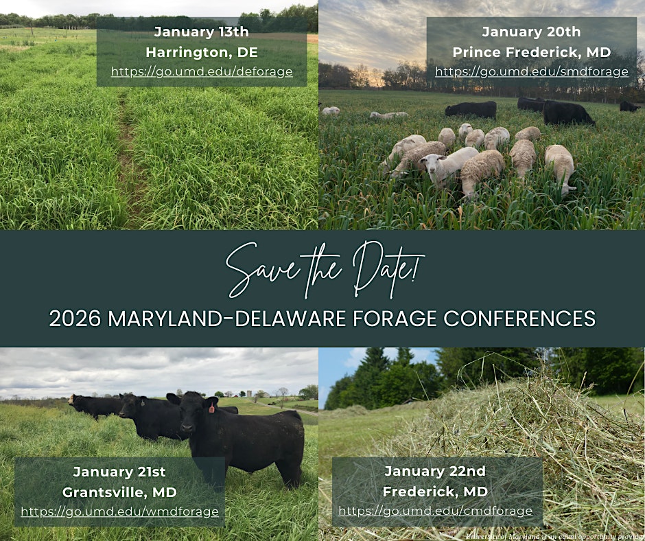 Collage of lush forage fields, sheep grazing at sunset, black cattle in a meadow, and stacked hay bales. Text: 'Save the Date! 2026 Maryland-Delaware Forage Conferences.' Dates and locations: Harrington, DE; Prince Frederick, MD; Grantsville, MD; Frederick, MD.