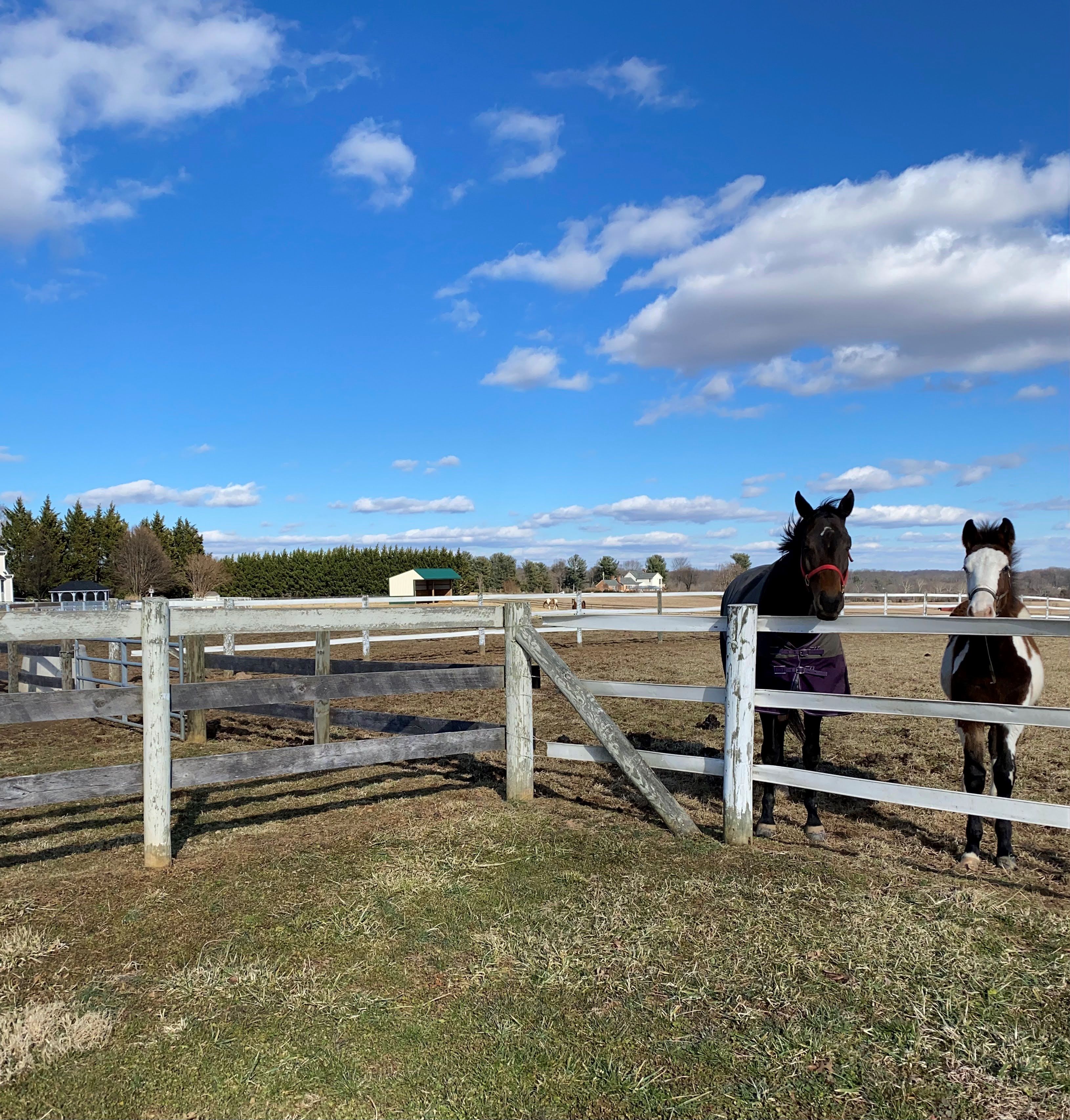 Two horses standing side-by-side in a grassy field. 