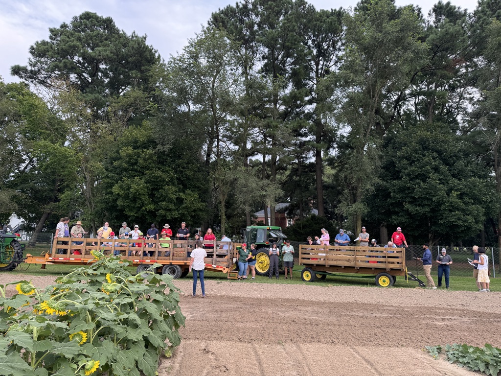 field with sunflowers and person standing in front of hay wagons full of people