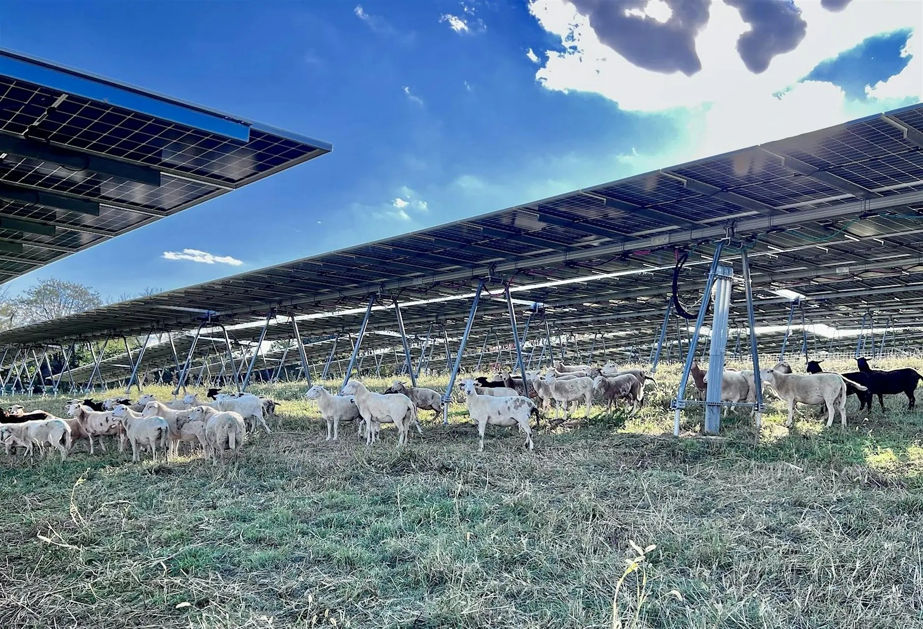 Sheep stand and graze beneath rows of raised solar panels in a field, with sunlight filtering through the panels and a partly cloudy sky above.