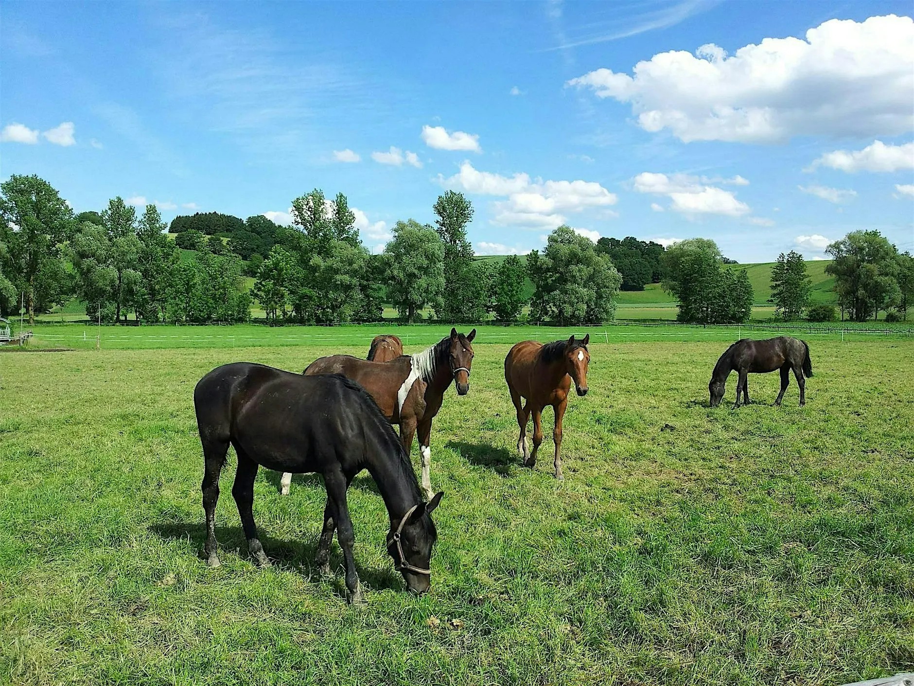 Horses graze in a lush green pasture under a bright blue sky, with rolling hills and a line of trees in the background.