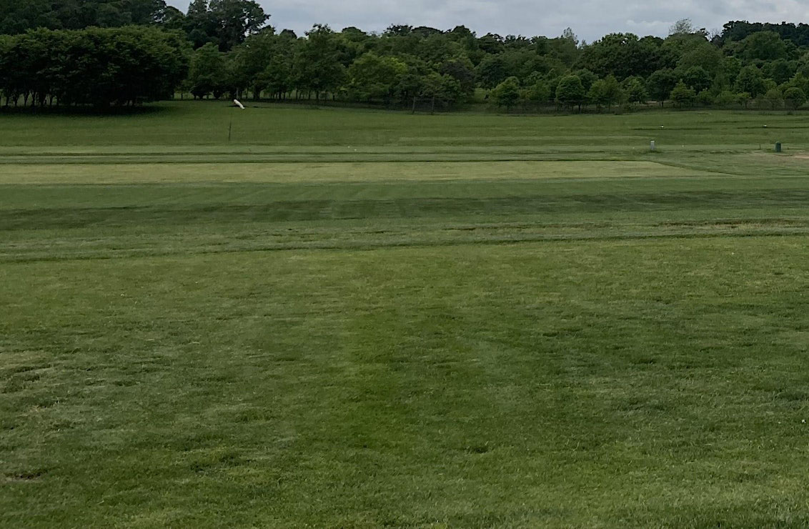 Picture of turf grass