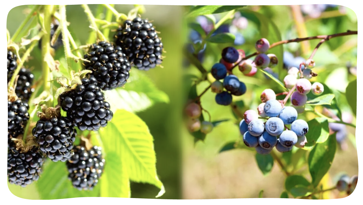 blackberry fruit on plant on left and blueberry fruit on plant on right