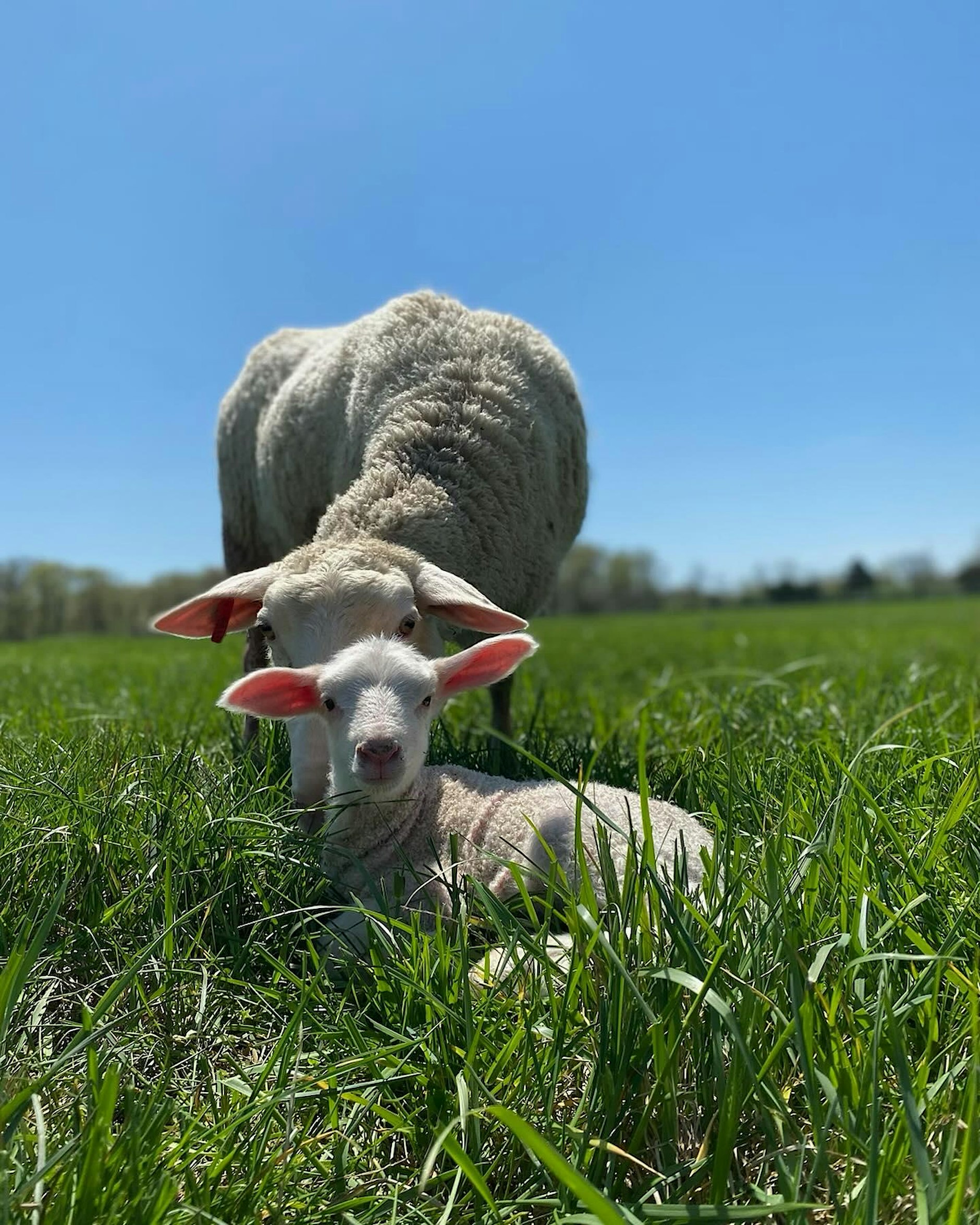 A white lamb lies in tall green grass in the foreground while an adult sheep stands directly behind it, both facing the camera. The photo is taken from a low angle in a sunny pasture under a bright blue sky, with a blurred tree line in the distance. The lamb’s pink ears are illuminated by the sunlight, and the shallow depth of field keeps the animals in sharp focus against the soft background.