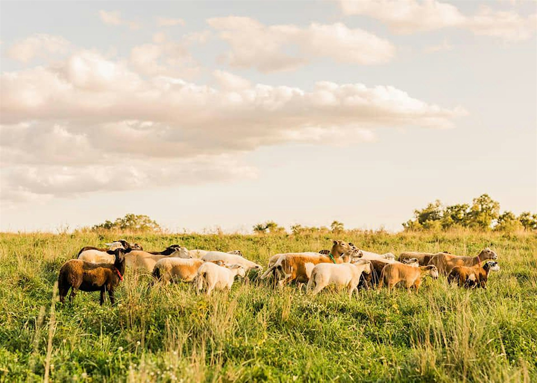 A flock of sheep grazes and walks through a pasture of tall green grass under a wide sky with soft, golden clouds. The group includes sheep with white, tan, and dark brown wool spread across the middle of the frame. Warm sunlight casts a golden glow over the field, while a line of trees and shrubs sits along the horizon in the background. The scene captures a peaceful rural landscape during late afternoon or early evening light.