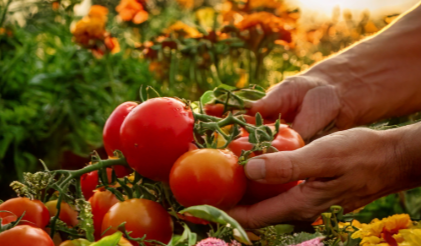 Hands in the garden harvesting tomatoes