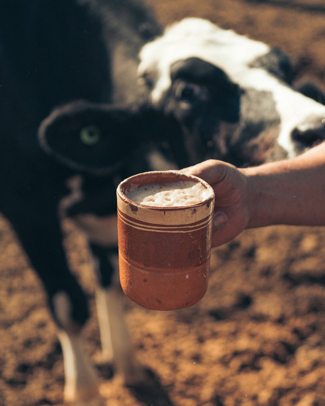 Coffee and cow