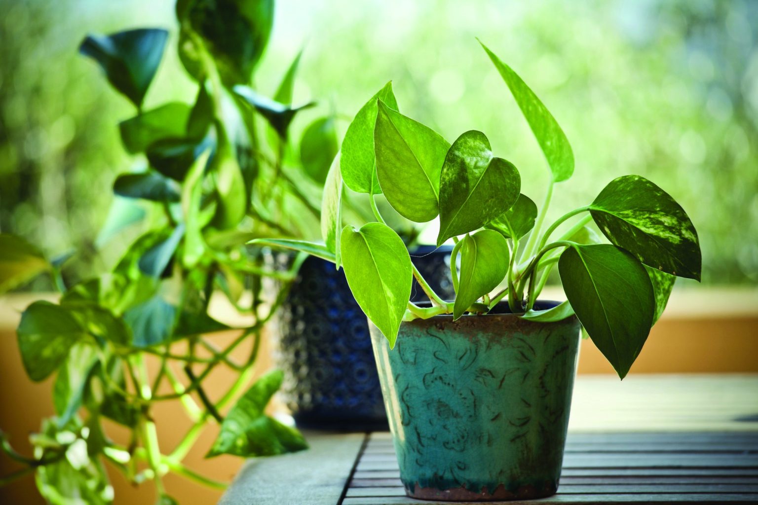 green houseplant with green background